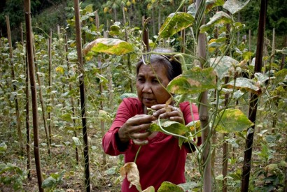 A Filipina farmer. Vicente Villafranca for Bread for the World.