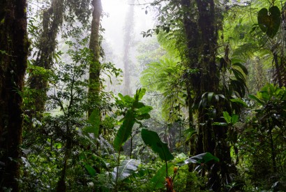 Santa Elena Cloud Forest Reserve, Costa Rica. Wikimedia Commons.