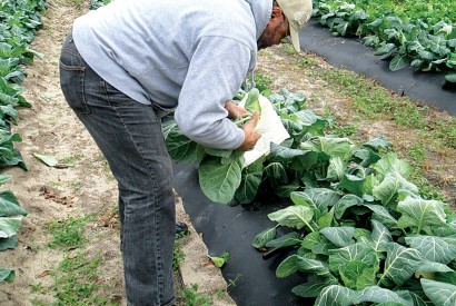 Rev. K. G. Jones, pastor at the Bethel Missionary Baptist Church in Tuskegee, Ala., tends to the community garden on the grounds of the church. Photo by Wylin Wilson
