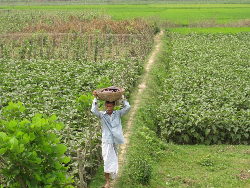 Bangladesh Farmer. Todd Post for Bread for the World.