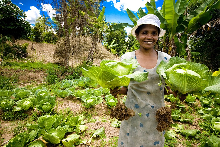 Chinese cabbage is planted by members of a local farmers' organization in Vavatenina district, Madagascar. IFAD/R. Ramasomanana.